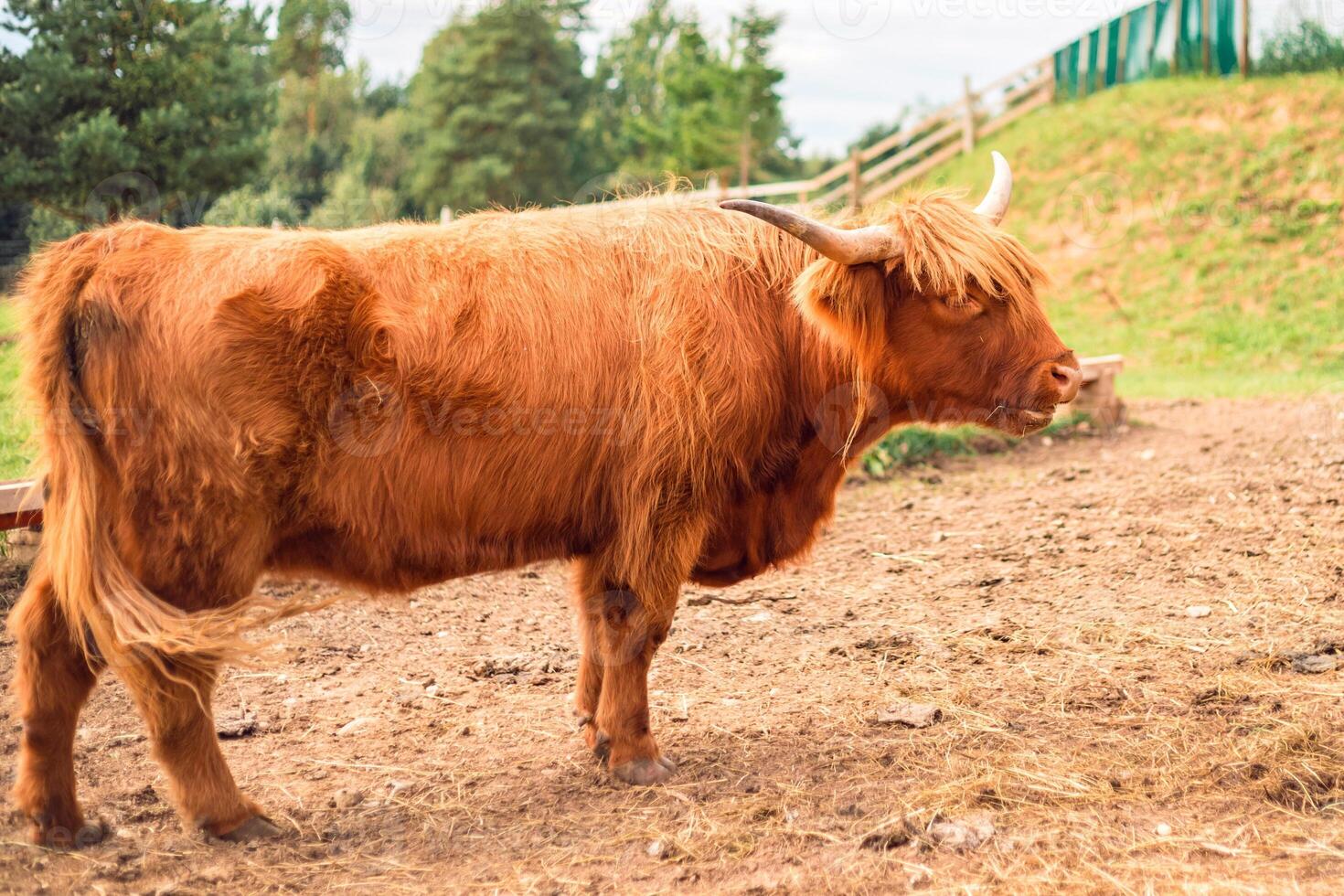 A brown cow standing in a field with a fence photo