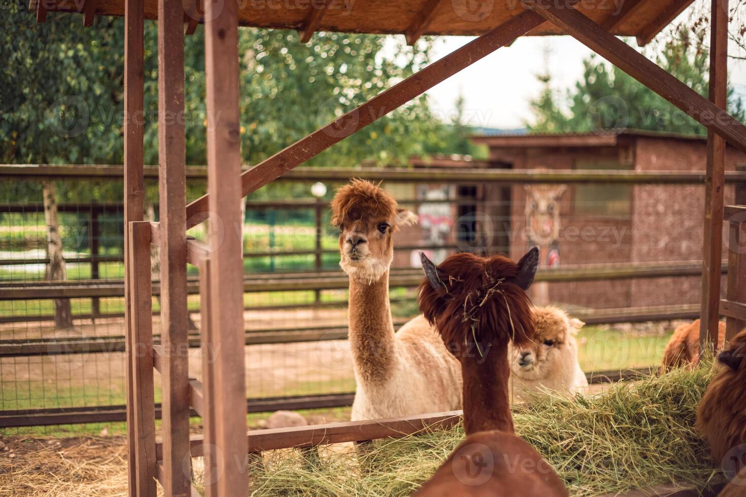 Alpacas in a pen at a farm photo