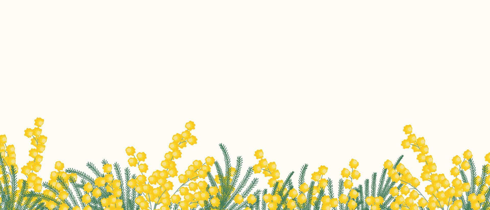 A horizontal white banner or floral background decorated with mimosa branches and a border of leaves. Spring botanical illustration. vector