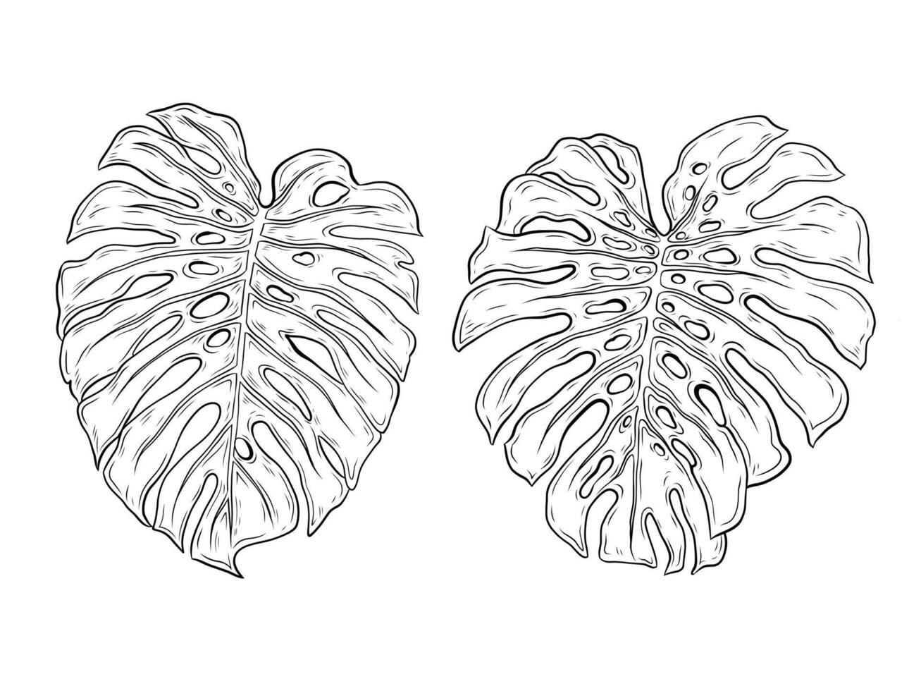 Monstera graphics. Monstera plant leaves. Hand drawn illustration. Black and white realistic graphics, line art. Tropical plant, exotic liana, monstera. vector