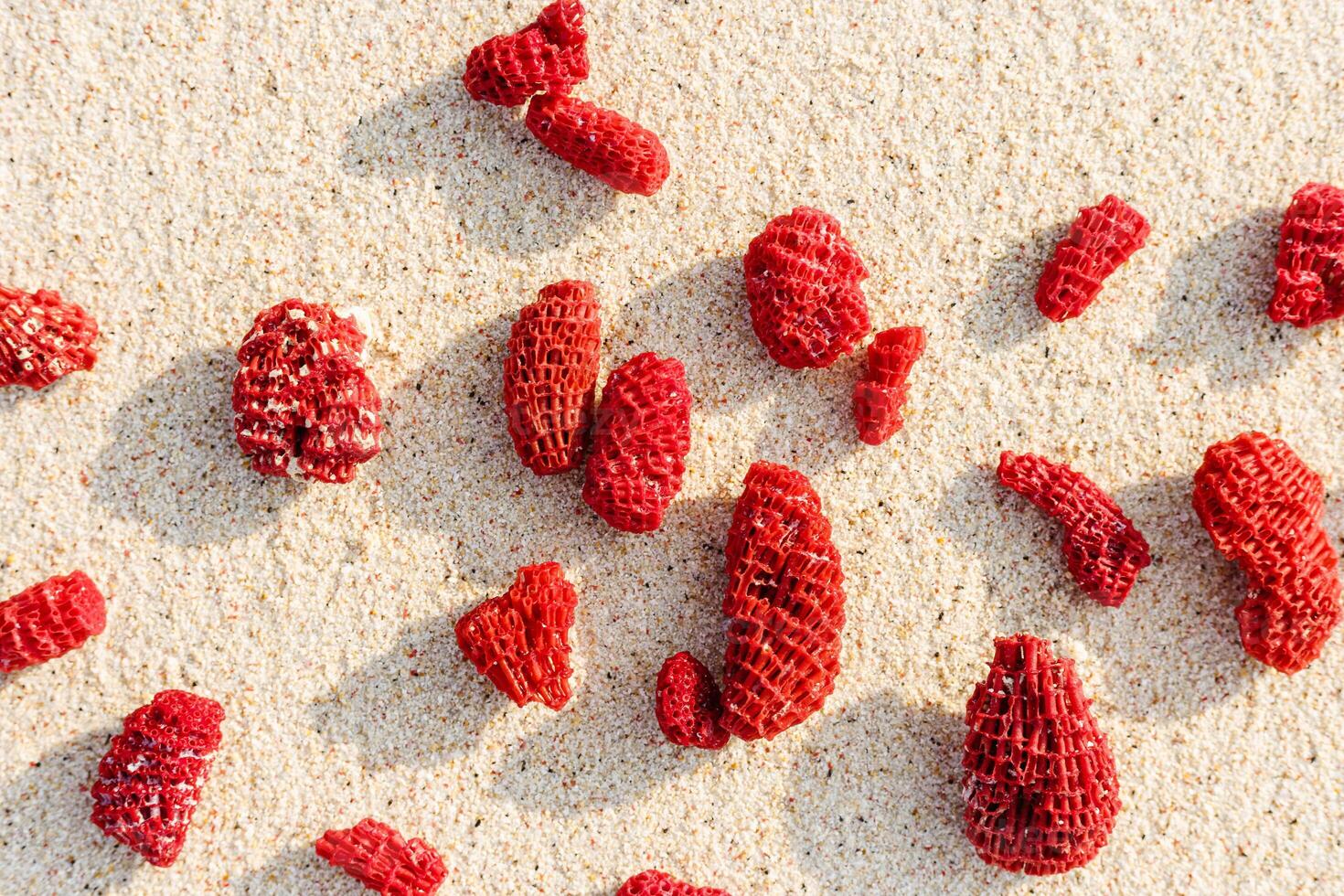 Red Coral Pieces on Sandy Beach. Top view Vivid corals with sun shadows as Minimal pattern at sunlight on fine sand on shore ocean. Aesthetics still life composition. Summer vacation concept. photo