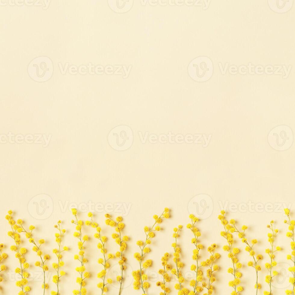 Spring mimosa flowers, fresh branches with yellow blooms, aesthetic floral nature background, monochrome photo, Springtime holidays concept, pastel vibrant color. Top view festive backdrop, copy space photo
