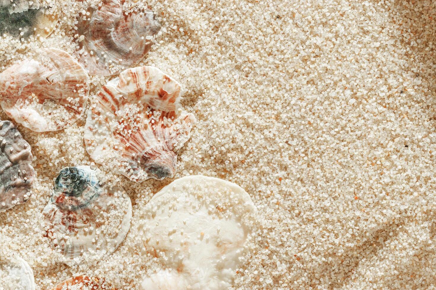 Collection of seashells on fine sand, minimal nature pattern at soft sunlight, natural oceanic and summer textures, beach mood and sea style background, summer relaxation, harmony photo