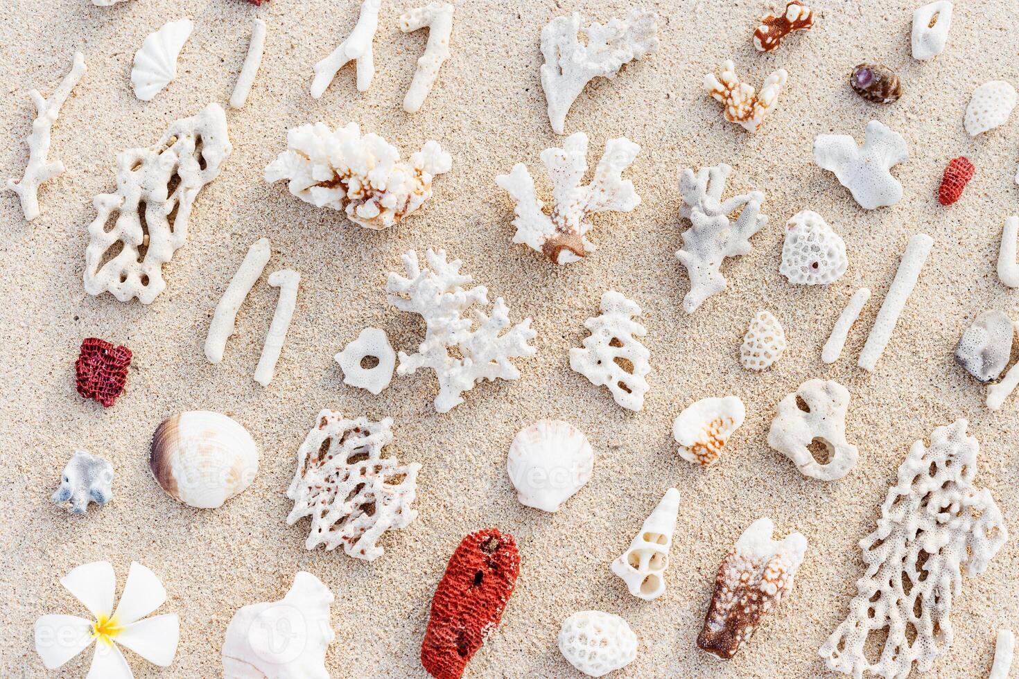 Seashells and corals on sand beach. Trend minimal pattern at sunlight. Summer vacation concept. Nautical design. Modern flat lay aesthetics still life composition. Top view, pastel colors photo