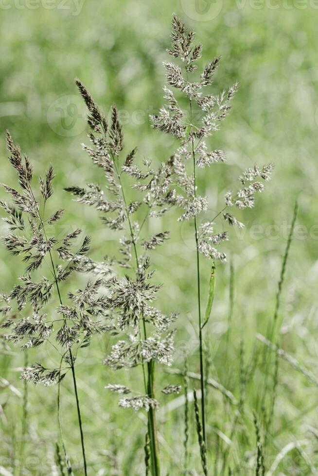 Delicate wild grasses swaying at sunlight, green meadow or field. Soft natural bokeh in background, minimal aesthetic nature landscape. Beauty of nature green monochrome photography, pastel tones photo