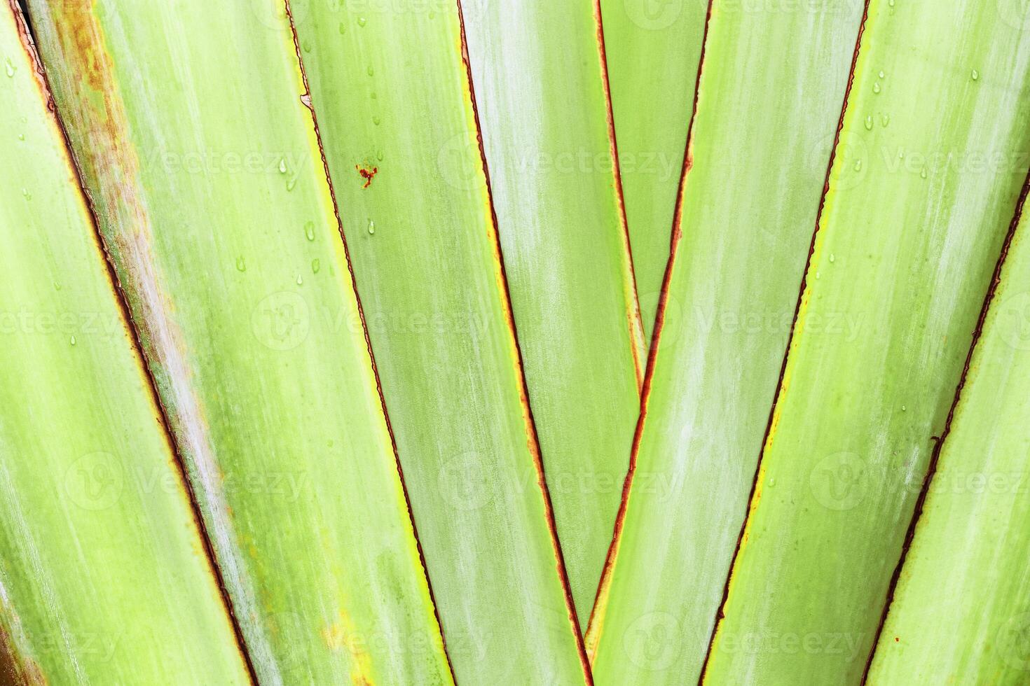 Vibrant Banana Leaf Detail with Raindrops, Close-up of fresh yellow green palm leaf with water droplets and visible textures, minimal natural geometric pattern as nature background photo