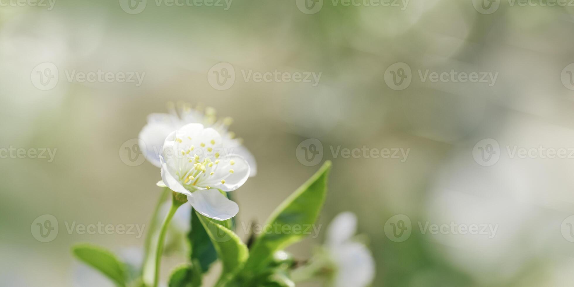 Apple blossom over nature blurred background, beautiful spring white flowers, copyspace, delicate blooms on branch outdoors, soft focus, pale neutral colored photo, aesthetic minimal nature banner photo