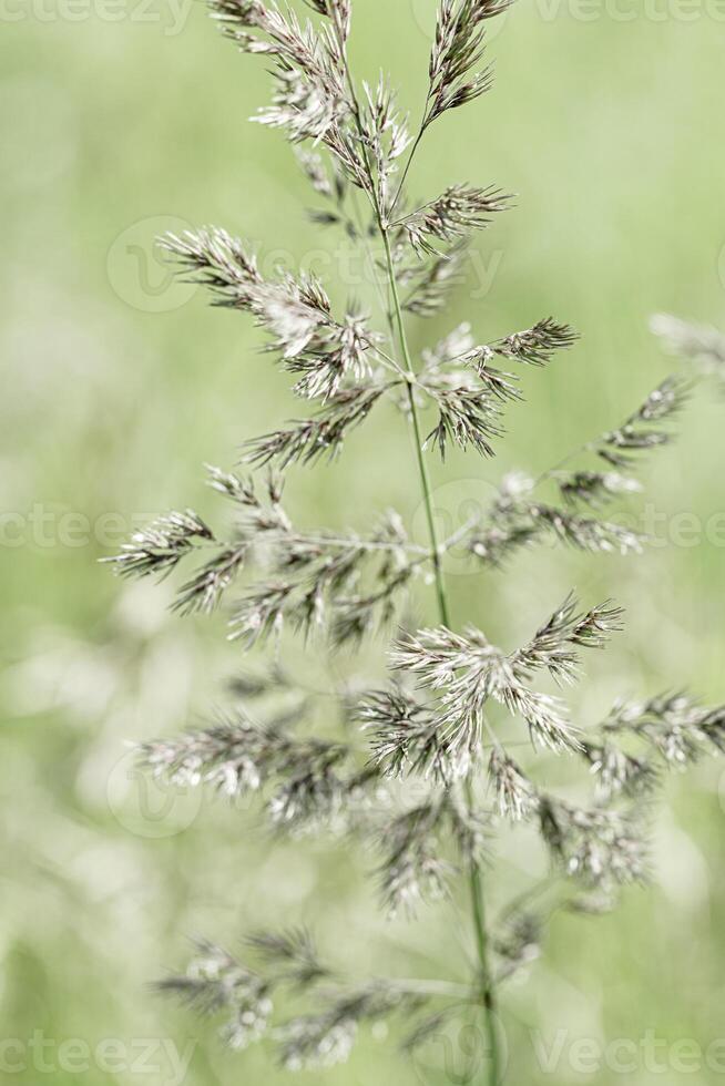Close up view of green wild grasses growing in meadow at sunlight. Natural, warm, serene atmosphere. Natural beauty landscape, Minimal natural textured pattern of summer grass, blur background photo