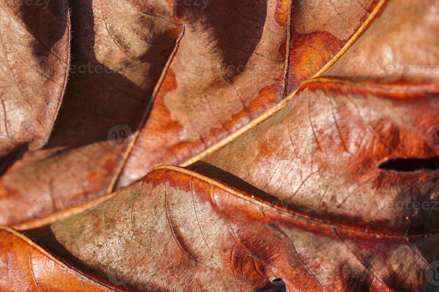 Autumn Dried leaf closeup at sunlight, macro trend, bright leaf as nature background. Fall aesthetic backdrop with natural veins texture of foliage, warm monochrome autumnal color, low depth of field photo