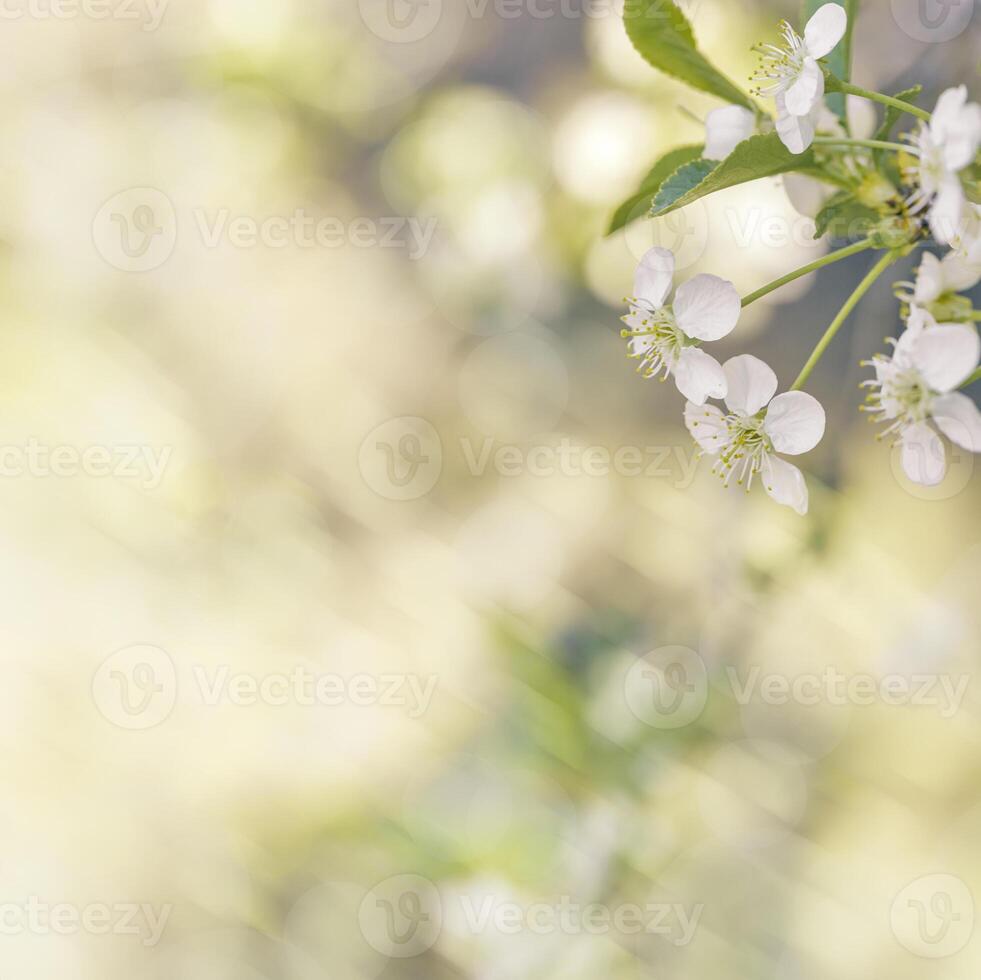 White apple flowers on nature blur bokeh background with copy space, springtime scenery with blooming branch tree close up, earth tones, minimal style flowery backdrop photo with natural light