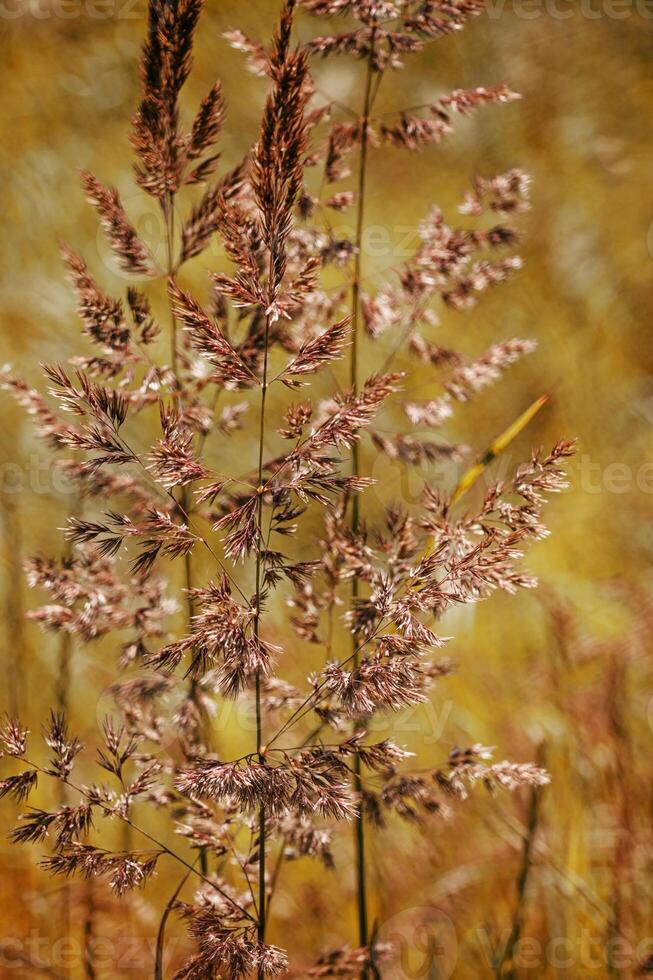 Close up view of yellow brown wild grasses growing in meadow at sunlight. Natural, warm, serene atmosphere. Natural beauty landscape, Minimal natural texture pattern of autumn grass, vertical poster photo