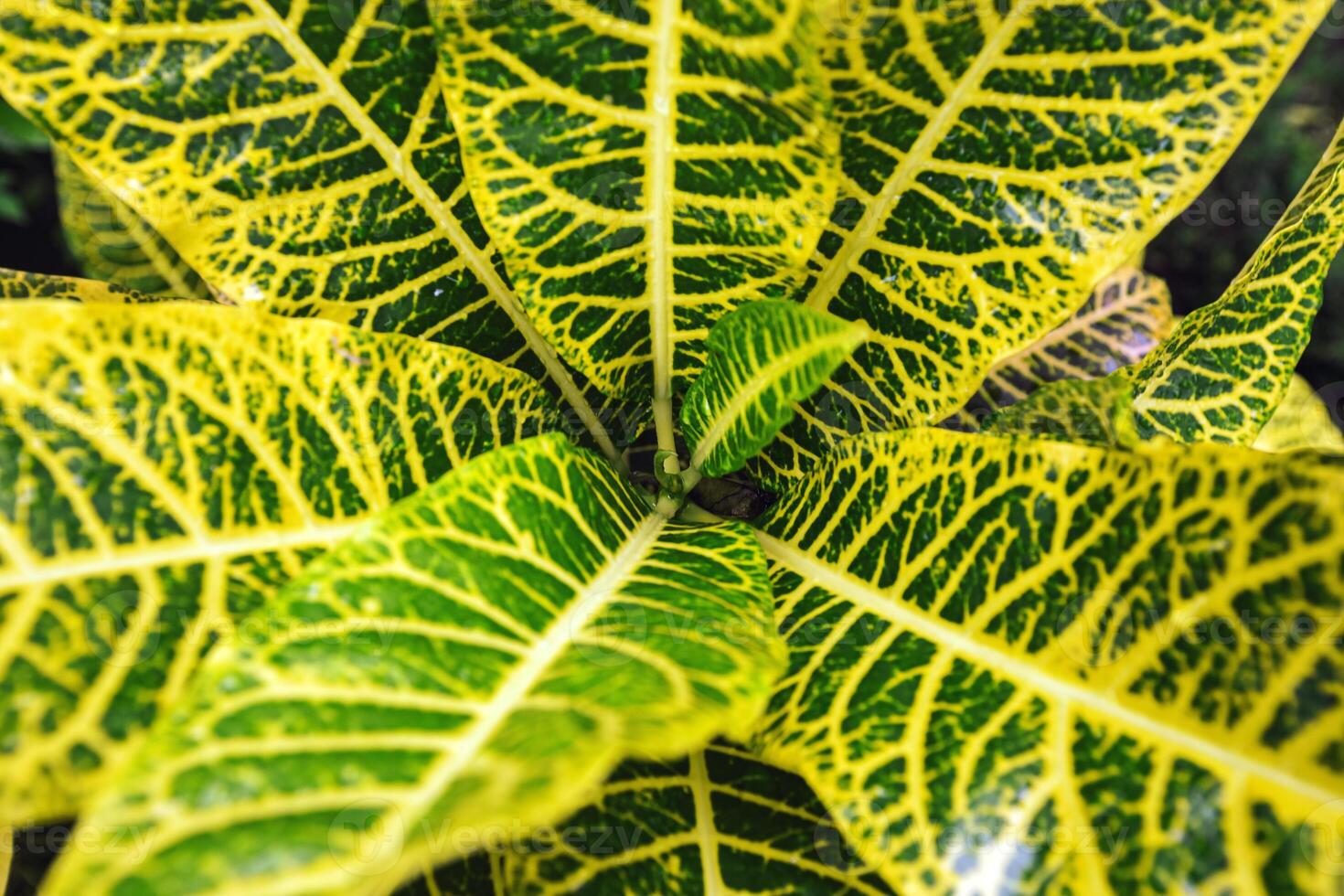 Top view Patterned Yellow Green Croton Leaf with water droplets after rain, Croton leaves with bright vibrant yellow-green variegation. Nature foliage botanical pattern, natural texture as background photo