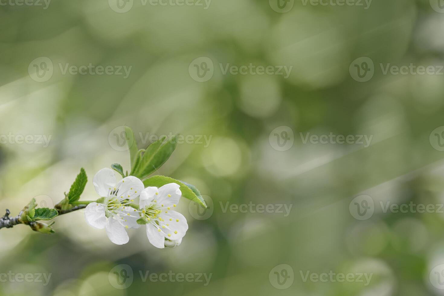 Apple blossom over nature blurred background, beautiful spring white flowers, copyspace, delicate blooms on branch outdoors, soft focus, pale green colored monochrome photo, aesthetic minimal nature photo