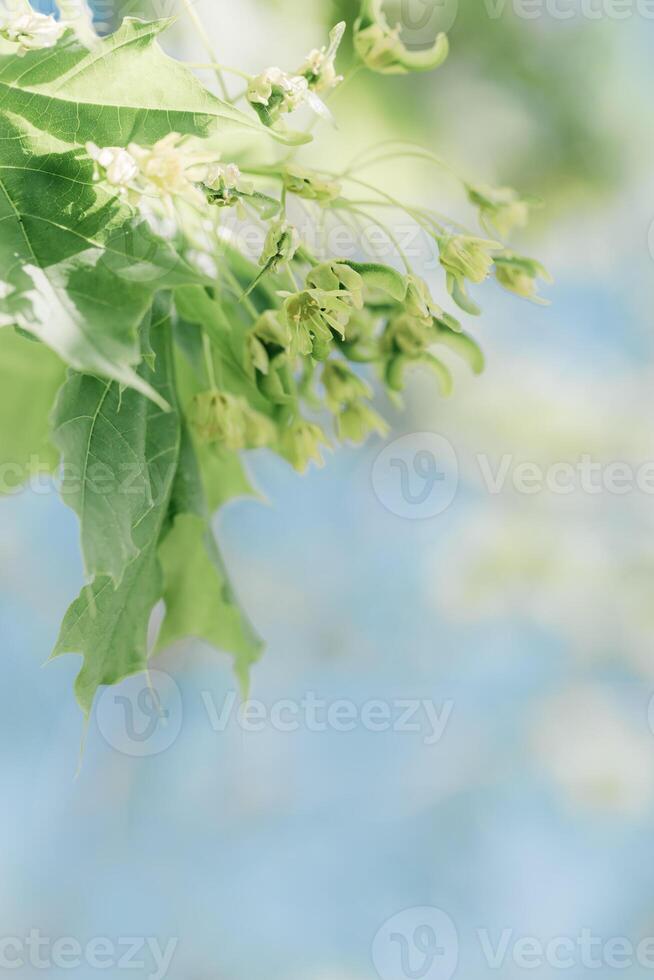 Young Green Maple Leaves and first flowers on spring blossoming branches tree, pastel colored spring natural blurred background, copy space, outdoors nature scenery, new leaf growth, bokeh photo