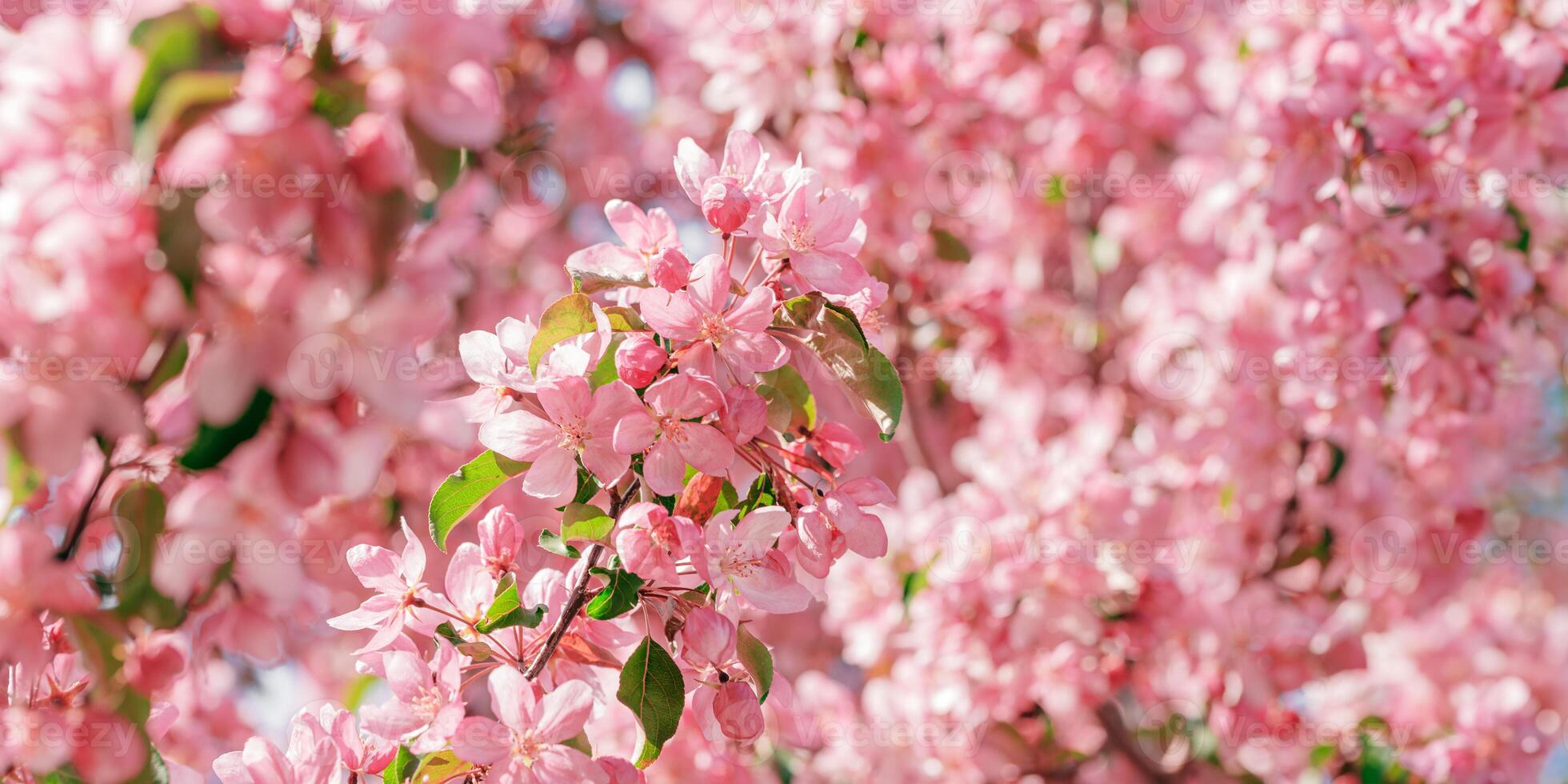 Beautiful apple tree flowers texture at sunlight, lush spring blooming pink red blossoms on blurred background, wide banner. Aesthetic nature scenic photo, close up fresh blooms at daylight photo