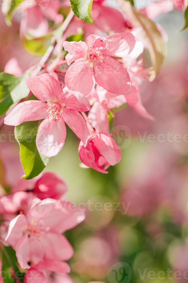Blooming branch of Apple Tree in Spring, red flowers with tender petals close-up on soft-focus blurred background, copy space gentle beauty of sping season flowers, macro nature photo