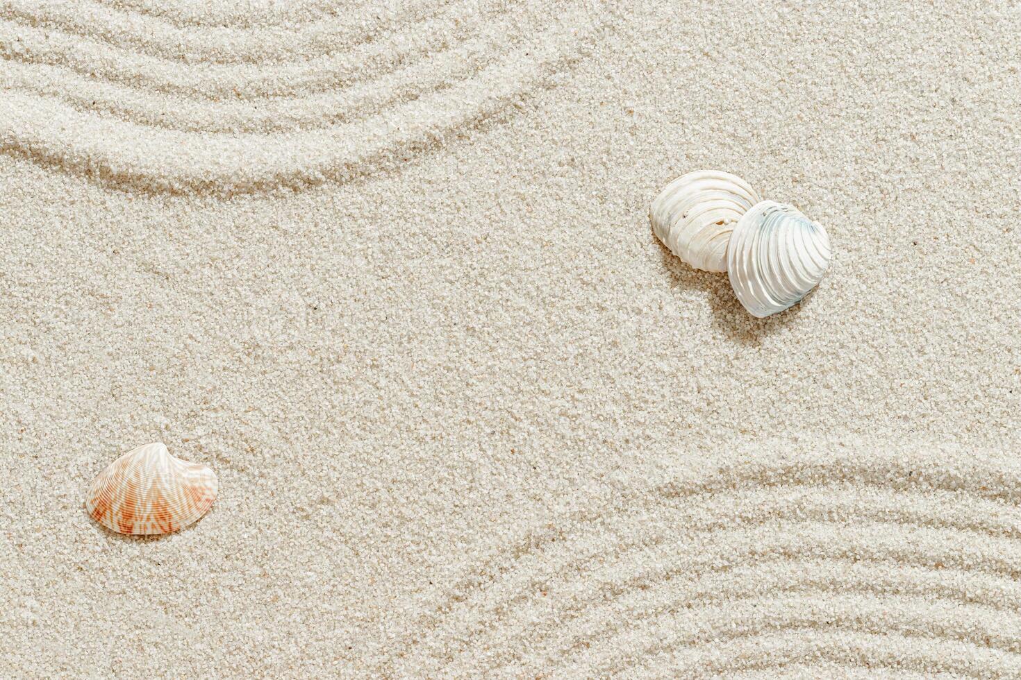 Seashells on Sandy background with Japanese Zen Garden concentric circles, shell on fine sand with gentle wave pattern, minimal and peaceful beach-inspired, neutral monochrome top view photo