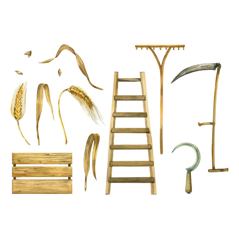 Set of harvesting tools, scythe, sickle, rake, wooden box, ladder, wheat ears, wheat grains. All objects are hand-drawn with watercolors. For printing, design, scrapbooking vector