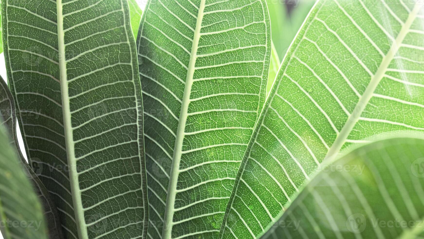 Green palm leaf macro, textured tropical leaves summer tropical plant as natural banner background with sunlight. Tender Green monochrome aesthetic botanical texture, wild nature foliage scenery photo
