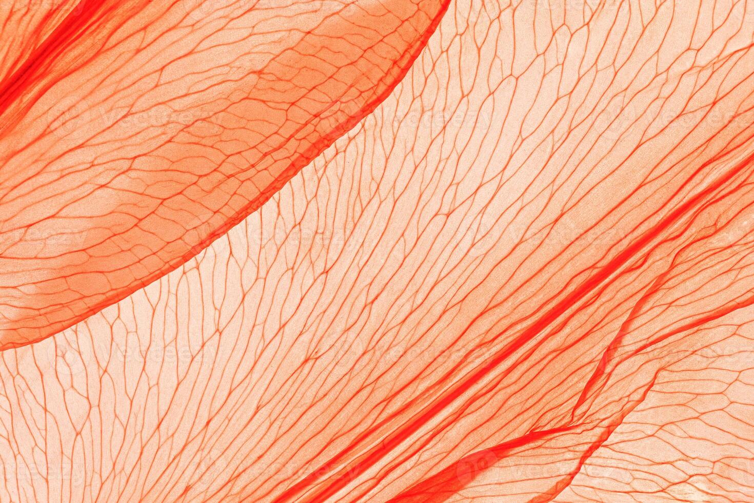Natural Autumnal red peach color leaves as creative nature pattern, veins of leaf, textured foliage closeup, organic design background. Aesthetic nature macro trends, peach fuzz trend color 2024 photo