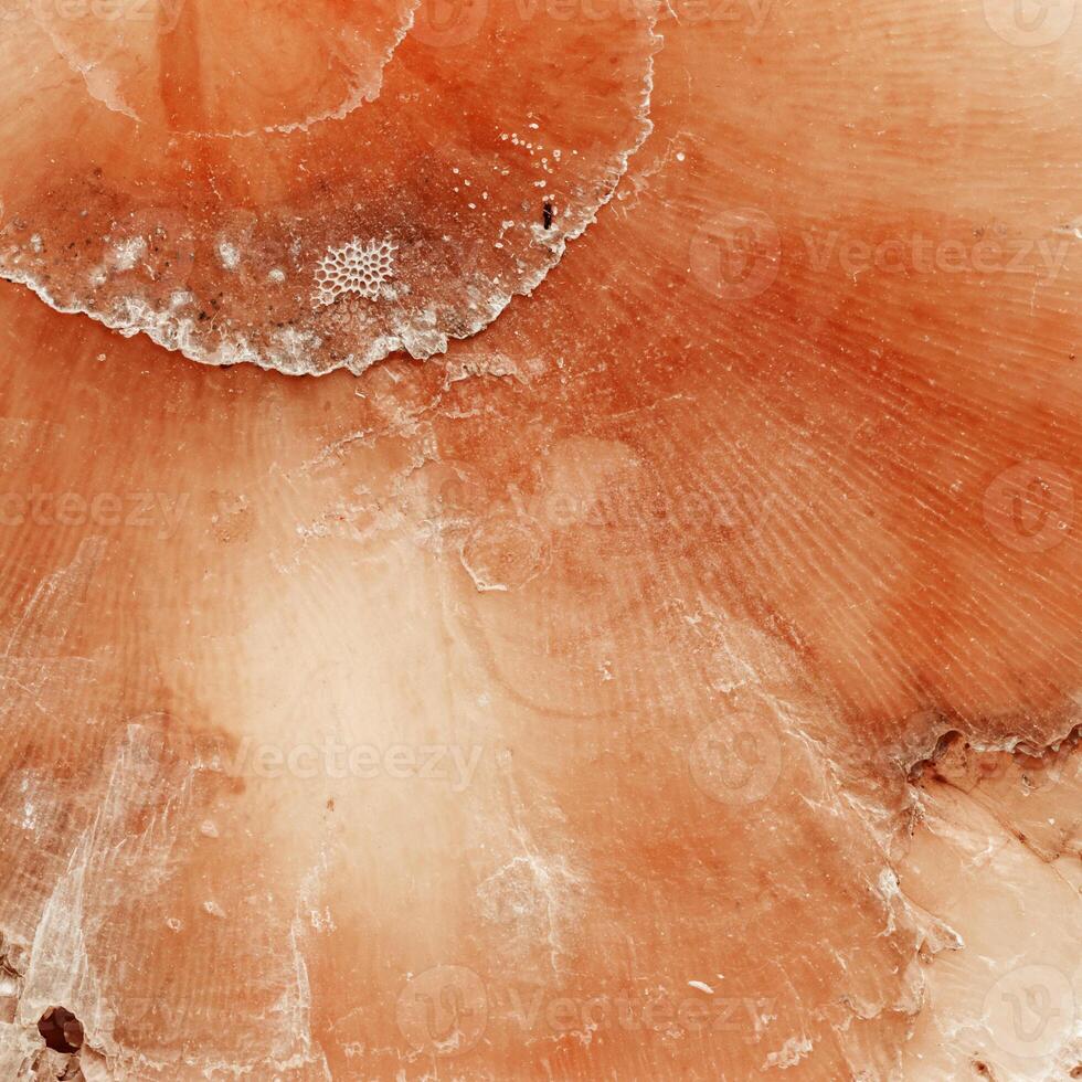 Abstract texture of marine clam shell, natural patterns and warm pink coral color organic textured background. Natural details and color gradient, natural aesthetic and organicity, minimal nature photo