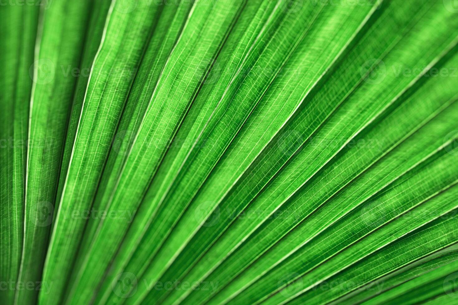Texture Green palm leaf as natural background for design, abstract nature view. Detailed tropical leaves, striped lines light and shadows. Close up photo exotic foliage. Abstract nature pattern