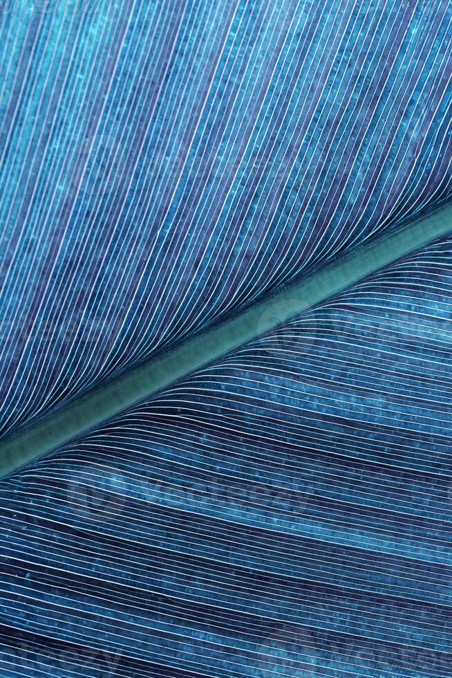 Macro texture Green blue palm leaf as natural background fr design, abstract nature view. Detailed green tropical leaves with veins. Closeup photo of fresh foliage. color nature vertical pattern