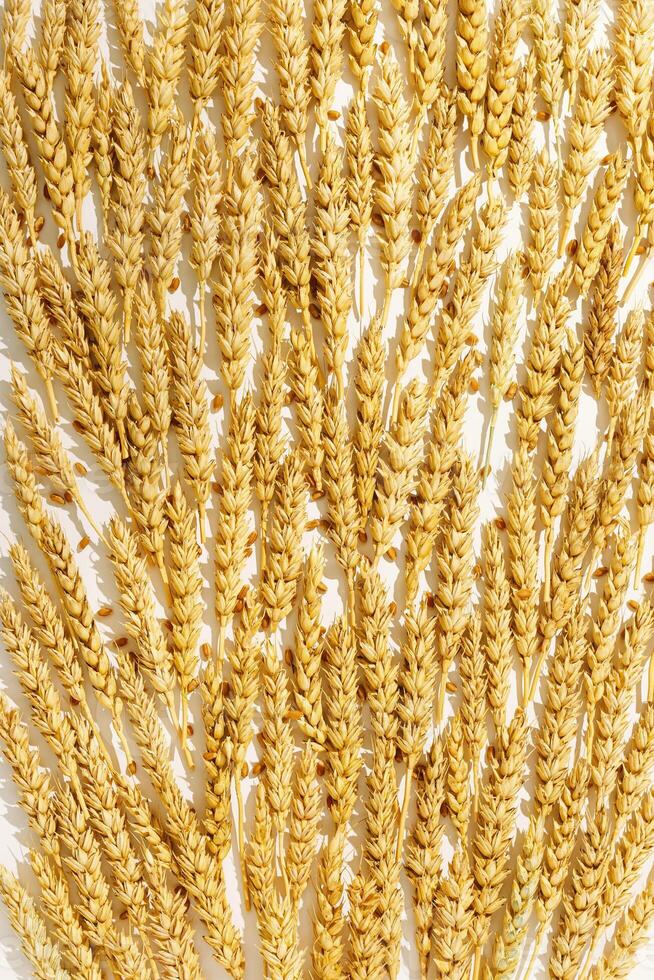 Pattern with ears of wheat, close up golden yellow wheat spikelets at sunlight, natural texture background. Top view minimal style, aesthetic trend, autumn seasonal harvest concept, cereal flat lay photo