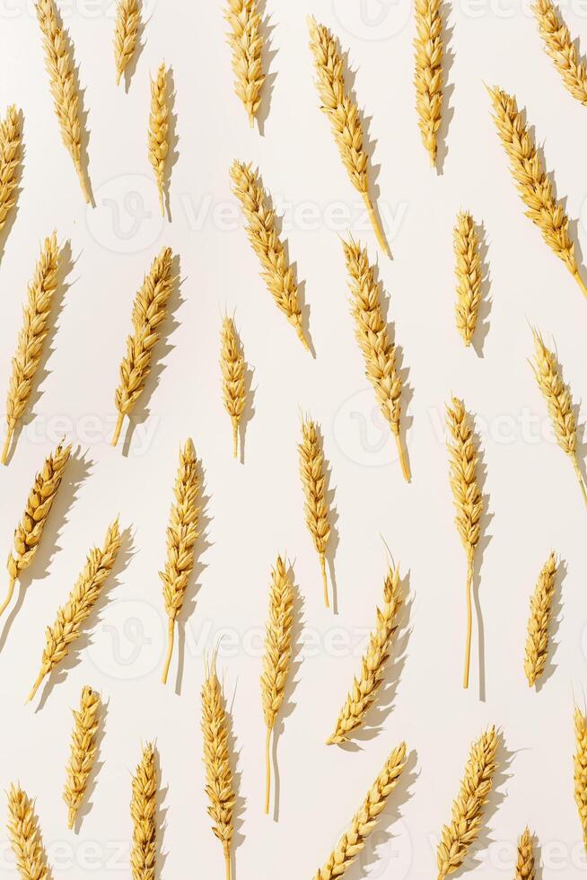 Pattern with ears of wheat, close up golden yellow wheat spikelets at sunlight with hard shadow. Top view layout minimal style, aesthetic trend, autumn seasonal crop and harvest concept photo