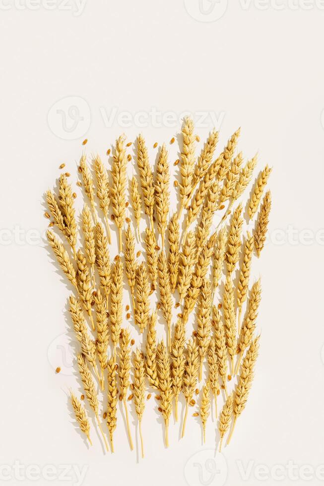 Pattern with ears of wheat, close up golden yellow wheat spikelets at sunlight on white beige background. Top view minimal style, aesthetic trend, autumn seasonal harvest concept, cereal flat lay photo