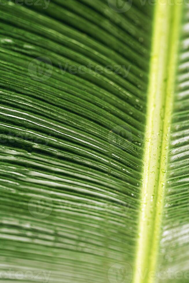 Macro texture Green palm leaf as natural background for design, abstract nature view. Detailed green tropical leaves with veins. Close up photo of fresh foliage. vivid colored nature pattern