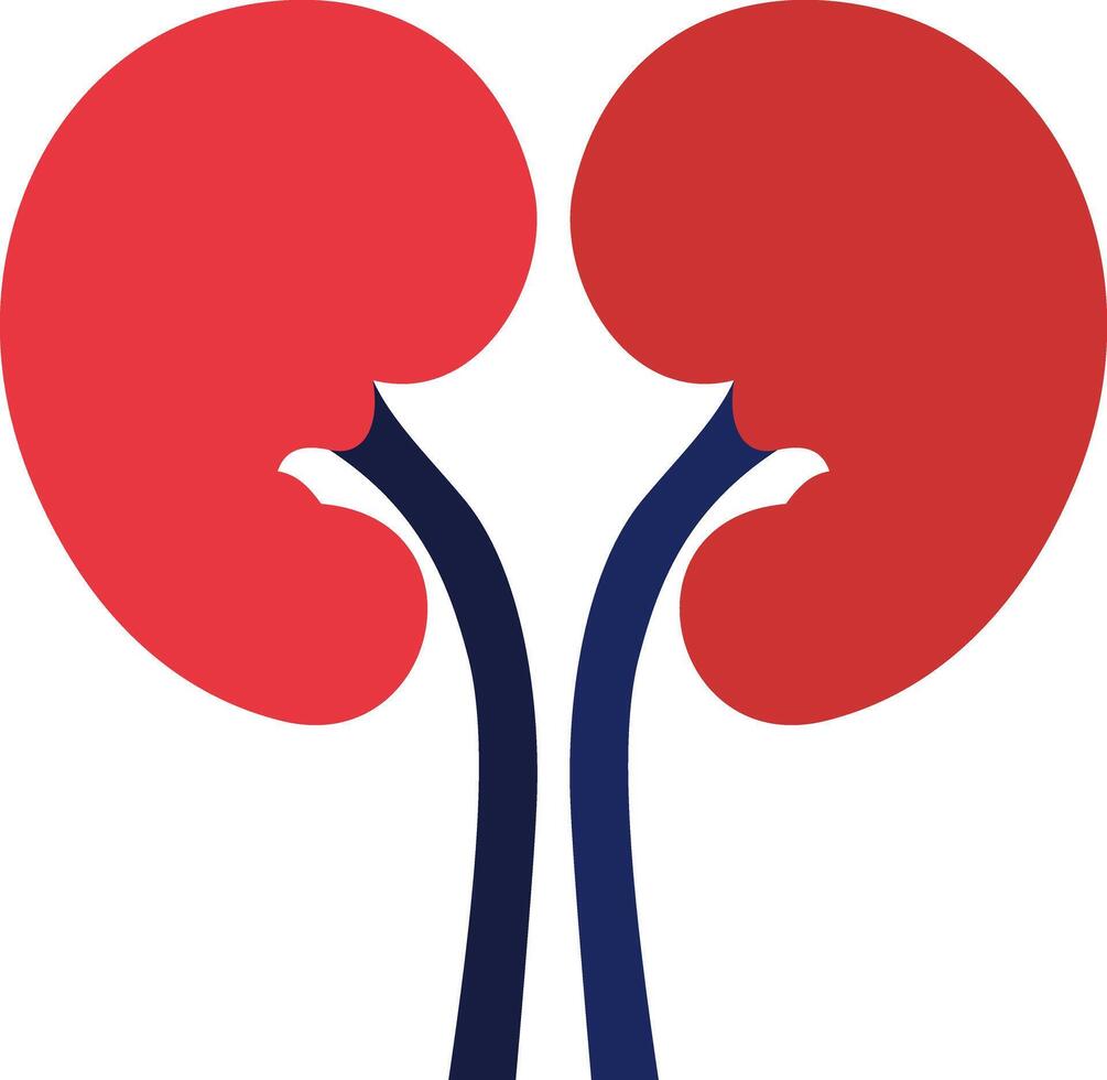 Red kidneys with blue ureters, a simplified medical icon depicting the human kidneys, showing anatomical form and essential organ structure vector