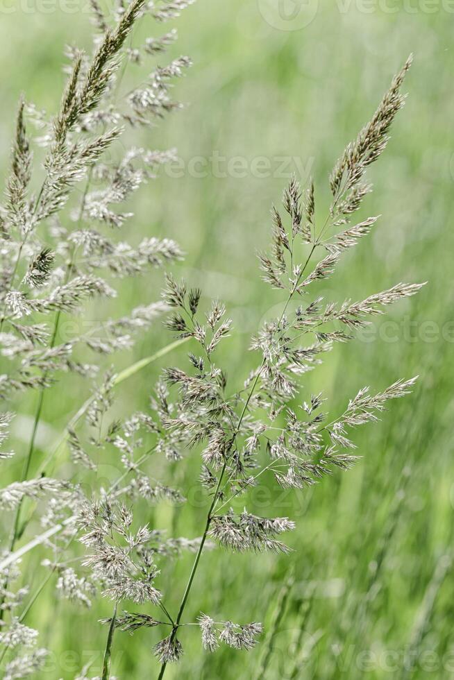 Delicate wild grass in sunlit green meadow. Soft natural bokeh in background, tranquil and lightness nature scene. Texture of grass blades and seed heads creating dreamy, minimal aesthetic photo