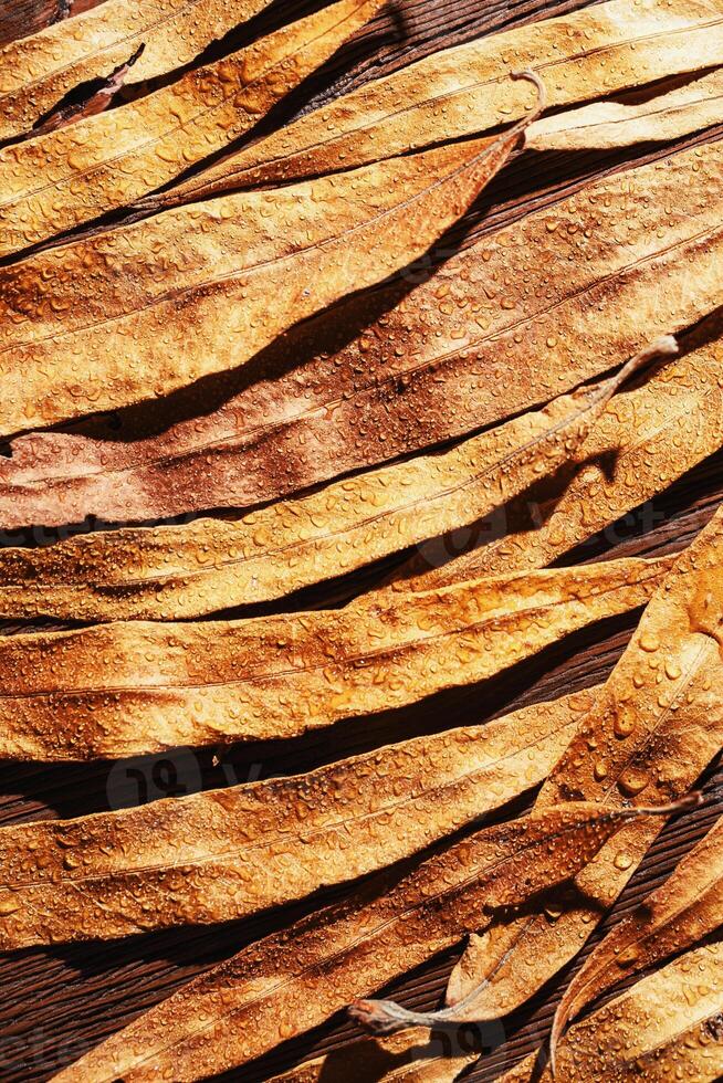 Natural autumn flat lay pattern from narrow yellow leaves with water drops on dark wooden background. Beautiful autumnal textured background, close up fall leaf top view, aesthetic nature photo