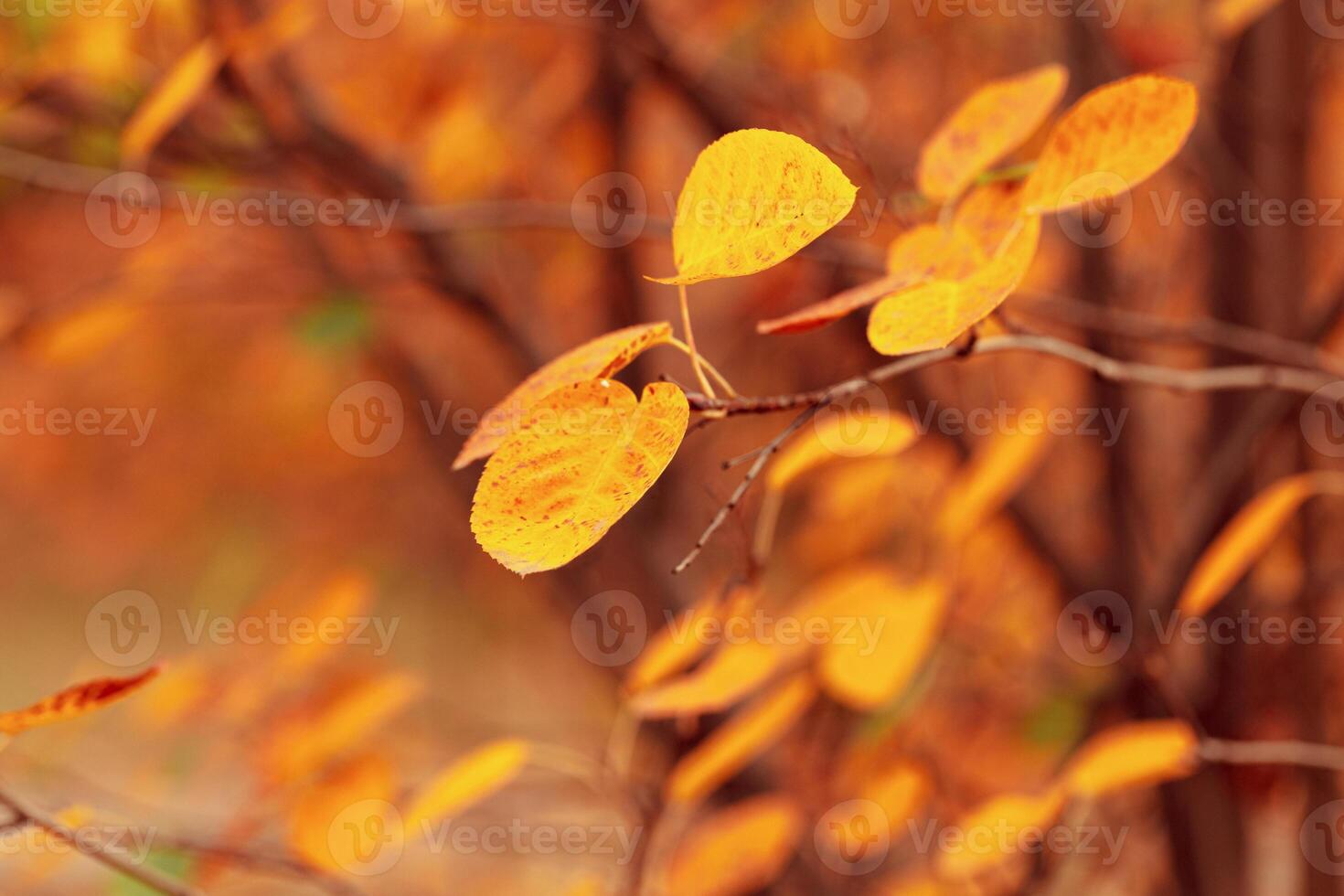 Aesthetic autumn nature background with yellow leaves on tree branches or berry bushes, soft focus blurred background, Autumnal colorful foliage outdoors, orange brown fall color, autumn mood photo