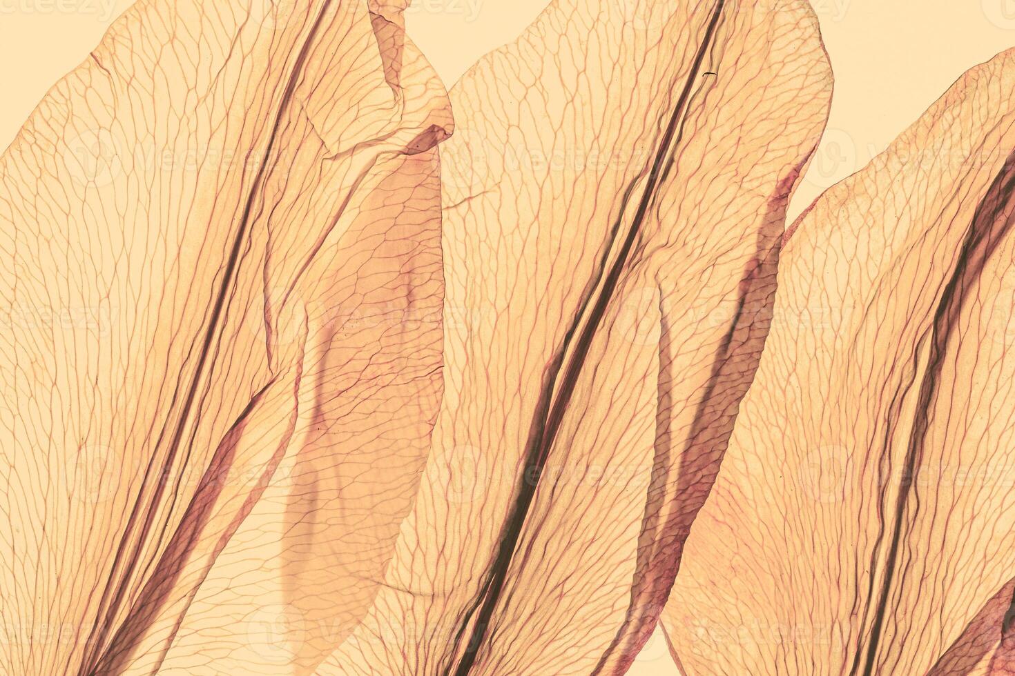 Abstract nature pattern of flower petals pale yellow color, natural texture leaf as natural background or backdrop. Macro texture, colored aesthetic photo with veins of petals, trend botanical
