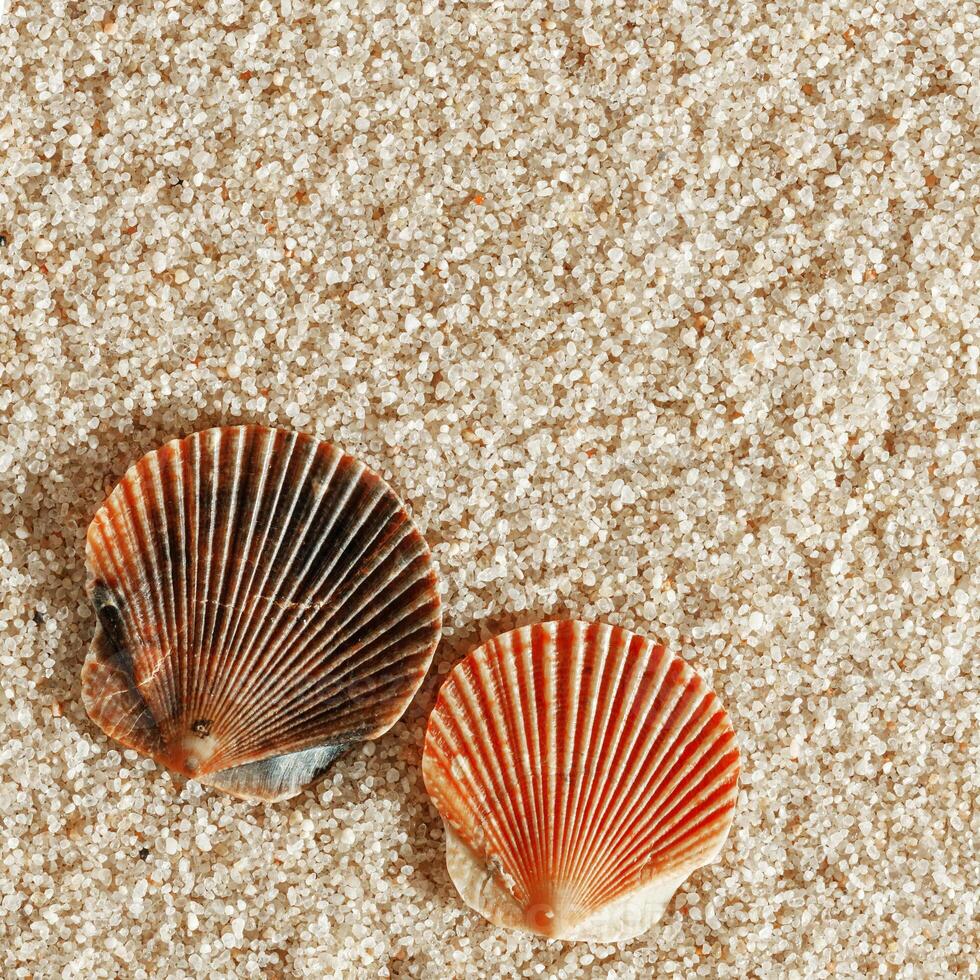 Minimal aesthetic seashells pattern on sand, natural sea oceanic and summer textured background, summer relaxation, top view photo with delicate pastel colored shell, rest beach wallpaper