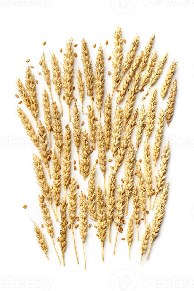 Trend flat lay pattern with ears of wheat and grains, close up golden yellow wheat spikelets isolated on white background. Top view vertical composition minimal style, autumn season harvest photo