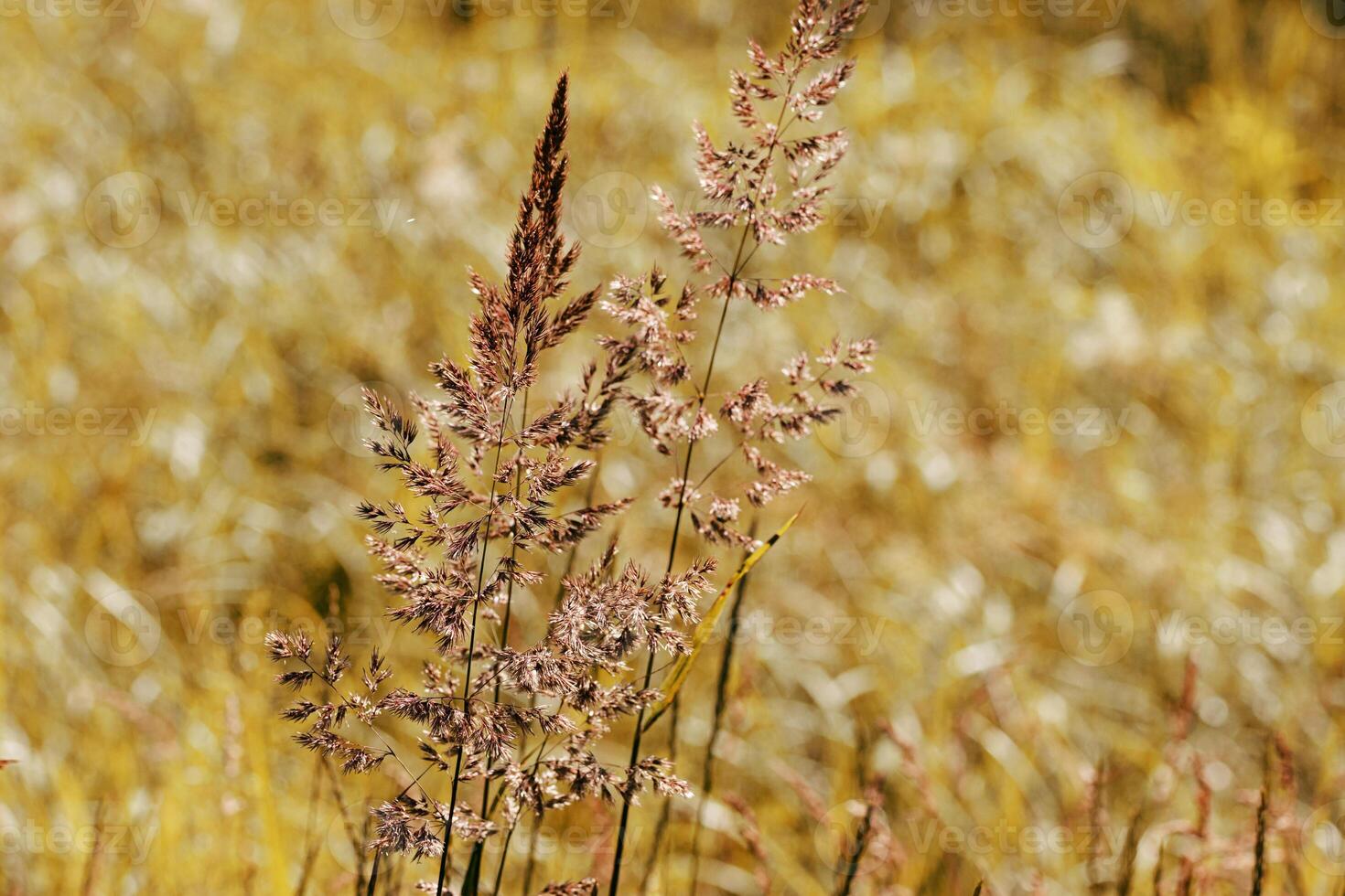 Wild grasses swaying at sunlight, yellow brown meadow or field, texture of autumn grass. Soft natural bokeh in background, minimal aesthetic nature landscape. Beauty of nature, earthy colored scene photo
