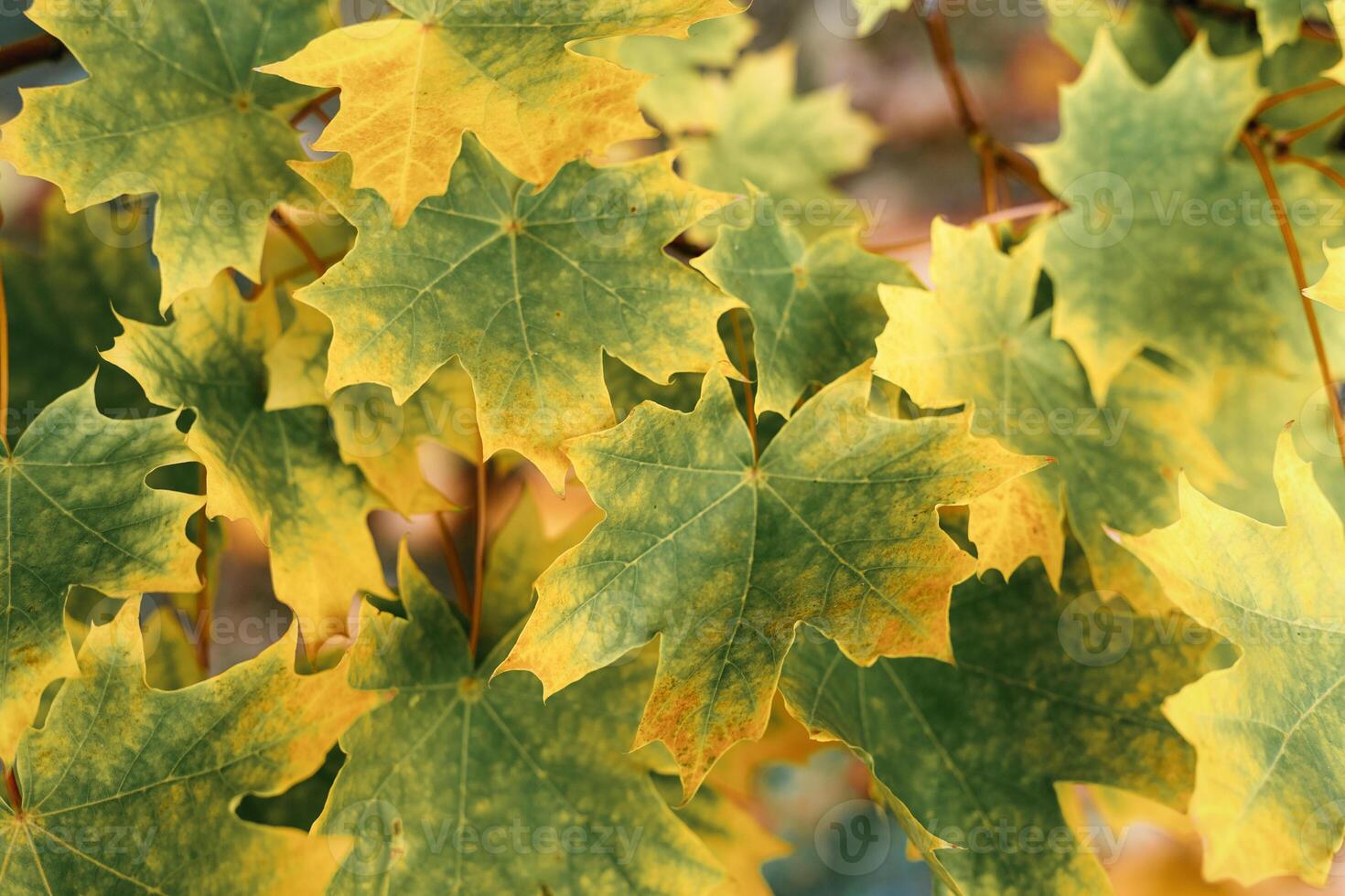 Autumn natural background, close up maple leaves beauty in nature abstract yellow green leaf, botanical texture pattern from autumnal foliage, fall color gradient, vivid vintage landscape photo