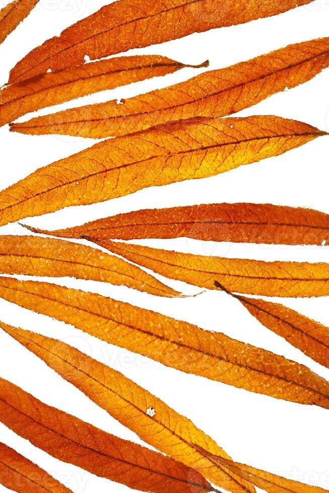 Natural autumn pattern from narrow yellow leaves of willow tree on white background, top view distortion fall leaf, abstract nature texture background, botanical nature view, autumn colored flat lay photo