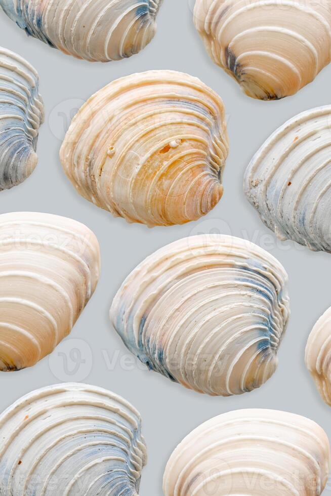 Colored Seashells Minimal Pattern on blue, oceanic and sea life decor, aesthetic summer background with beige blue conchs, shell of mollusks, creative still life, nature abstract, nautical theme photo
