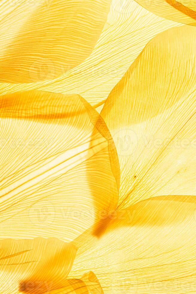 Abstract nature pattern of flower petals yellow color, natural texture leaf as natural background or backdrop. Macro texture, colored aesthetic photo with veins of petals, trend botanical