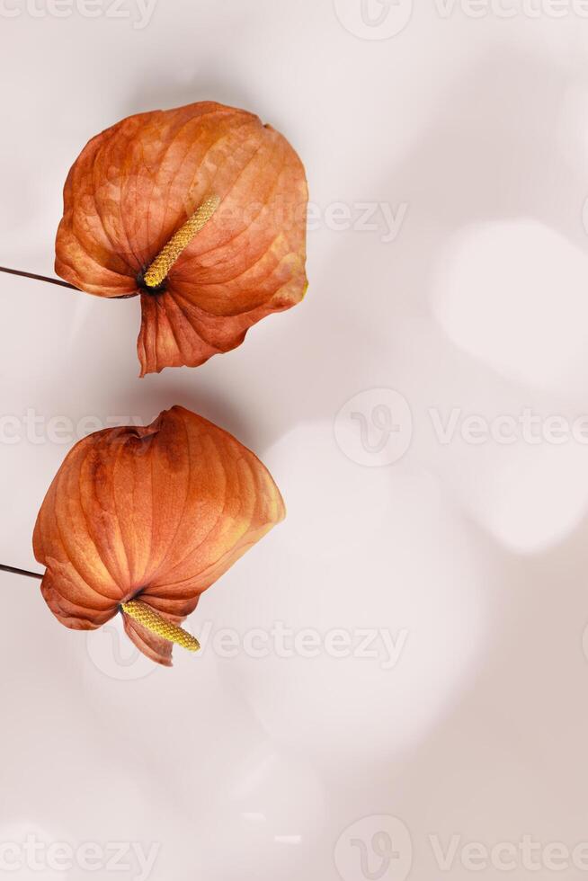 Creative autumn floral flat lay, dried flowers orange calla, beautiful sun flare fall aesthetic blossoming flower on beige pink background. Autumnal still life, minimal trend, top view photo
