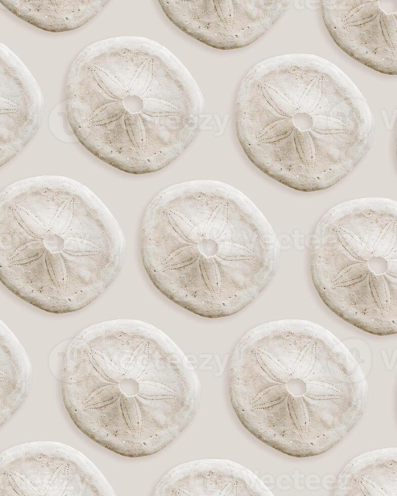 Minimal style pattern wih Skeleton of sea urchin or Sand Dollar, oceanic aesthetic top view beige background, marine life nature design, Summer vibes tranquil nature, pale pastel color, nautical style photo