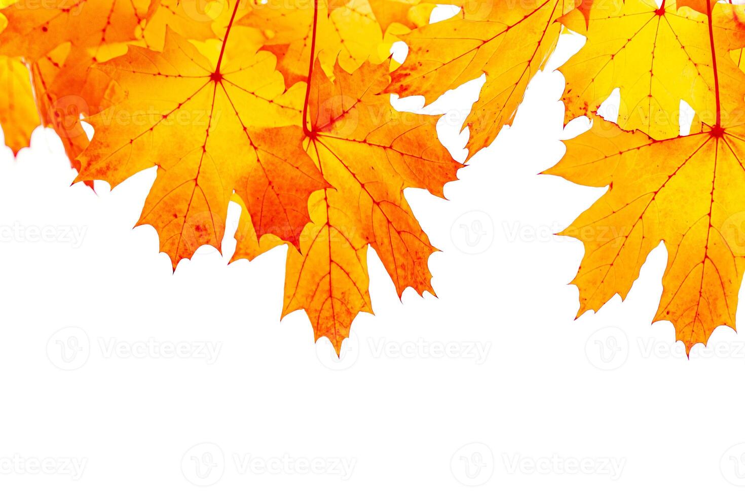 Autumn natural yellow red leaves frame isolated on white background, beauty in nature maple leaf, environment frame autumnal foliage, fall colored scene, aesthetic nature view, design element photo