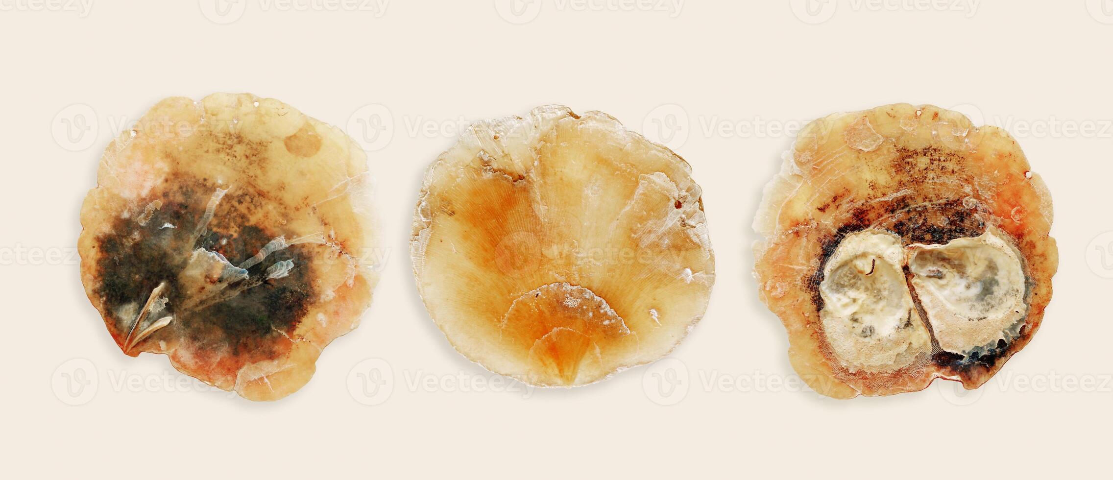 Minimal style banner with different Anomia shells, oceanic aesthetic top view yellow beige monochrome still life, set of marine bivalve with translucent texture, organic shape and textural detail photo