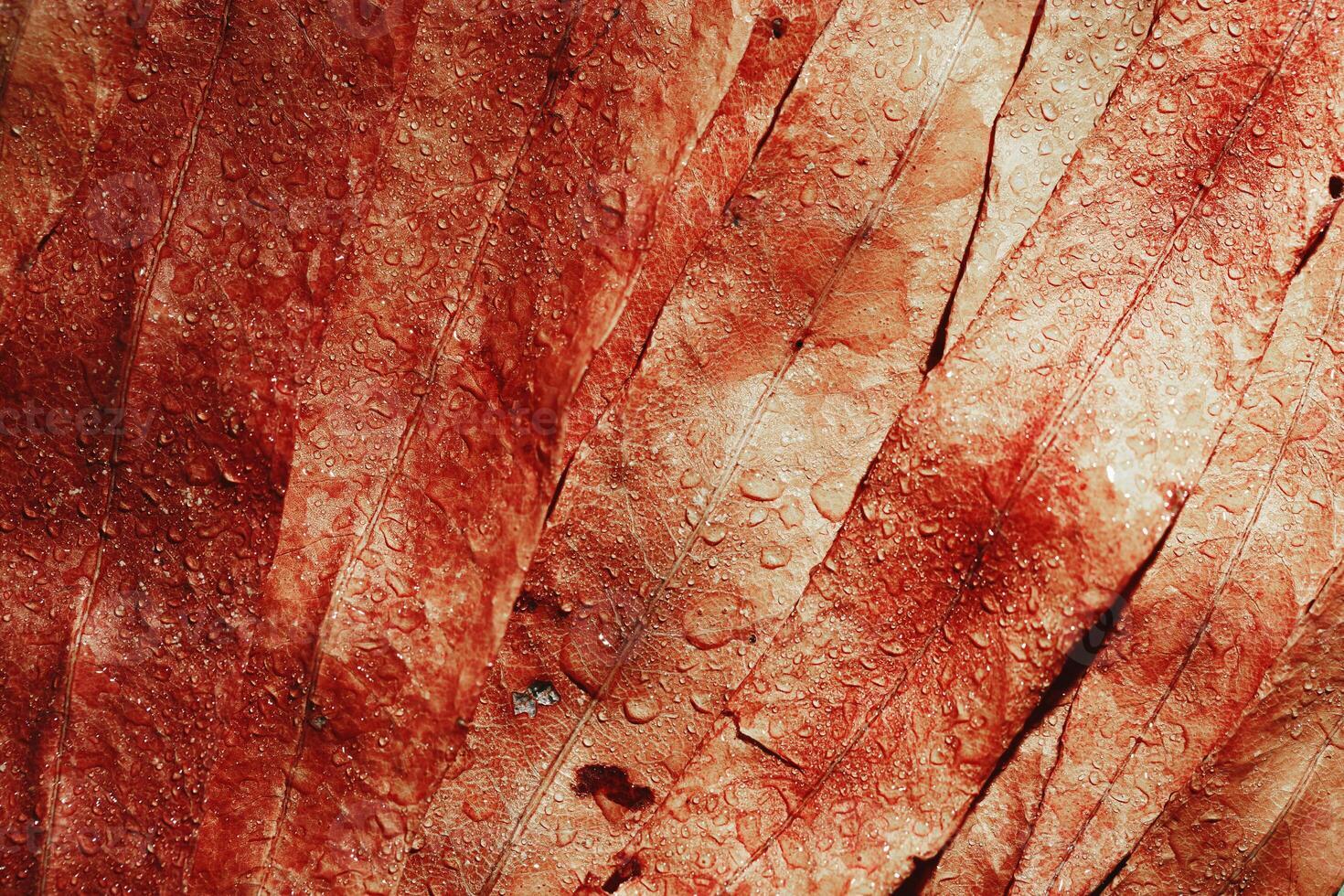 Natural autumn texture from narrow red leaves with water drops. Beautiful autumnal botanical pattern, close up wet fall leaf top view, aesthetic nature still life, macro photography photo