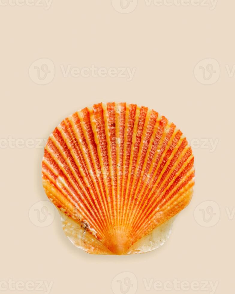 Closeup bright orange seashell on light beige background. Beautiful natural small Shell scallop pastel colored summer vertical photo, ocean and sea life design, organic shape and macro texture detail photo