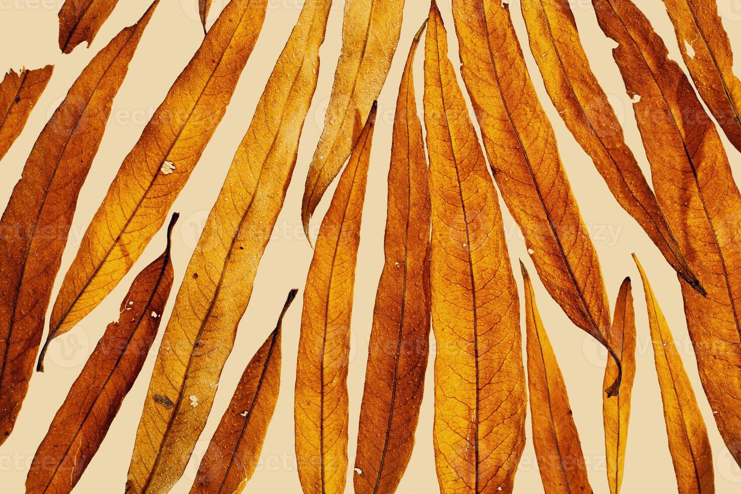 Natural autumn pattern from yellow red leaves with water drops on beige background. Beautiful autumnal textured background, closeup fall leaf top view, nature texture, macro photo, botanical photo